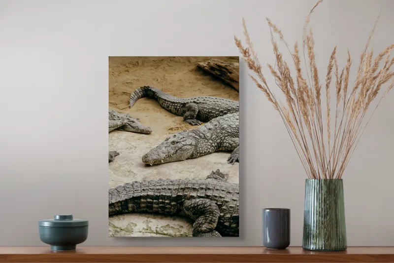 Tablou Canvas, "Crocodili odihnindu-se pe nisipul cald", Crocodili, Nisip, Trunchi, Piele, Cozi, Odihnă, Natură, 39 x 54 cm – poza 3