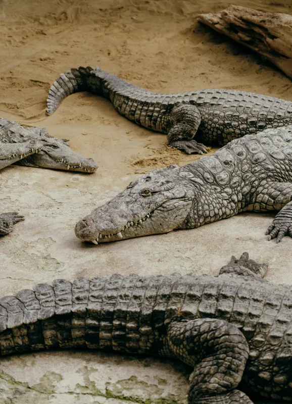 Tablou Canvas, "Crocodili odihnindu-se pe nisipul cald", Crocodili, Nisip, Trunchi, Piele, Cozi, Odihnă, Natură, 39 x 54 cm – poza 2
