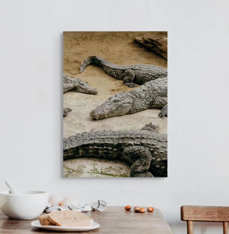 Tablou Canvas, "Crocodili odihnindu-se pe nisipul cald", Crocodili, Nisip, Trunchi, Piele, Cozi, Odihnă, Natură, 50 x 70 cm – poza 3