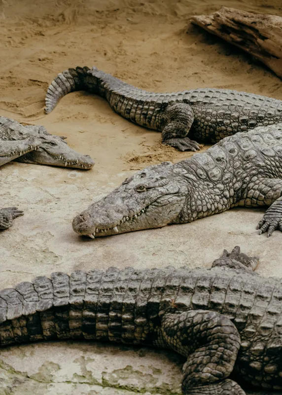 Tablou Canvas, "Crocodili odihnindu-se pe nisipul cald", Crocodili, Nisip, Trunchi, Piele, Cozi, Odihnă, Natură, 50 x 70 cm – poza 2