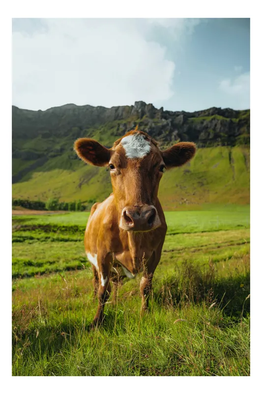 Tablou Canvas, "Vaca curioasă în peisaj montan verde", Vacă, Peisaj, Verdeață, Dealuri, Cer, Urechi, Blană, Ochi, Natură, Iarbă, 100 x 100 cm