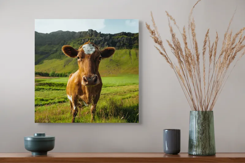 Tablou Canvas, "Vaca curioasă în peisaj montan verde", Vacă, Peisaj, Verdeață, Dealuri, Cer, Urechi, Blană, Ochi, Natură, Iarbă, 50 x 50 cm – poza 4