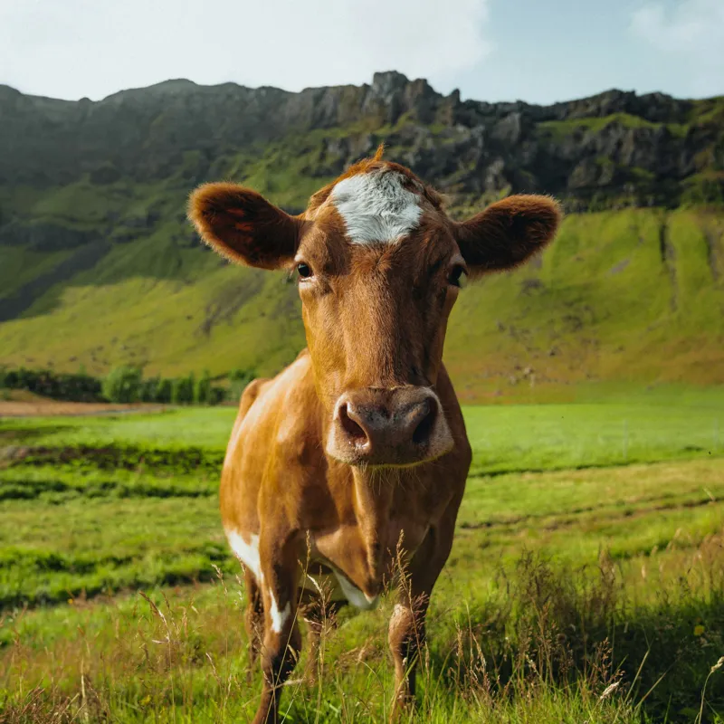 Tablou Canvas, "Vaca curioasă în peisaj montan verde", Vacă, Peisaj, Verdeață, Dealuri, Cer, Urechi, Blană, Ochi, Natură, Iarbă, 50 x 50 cm – poza 2