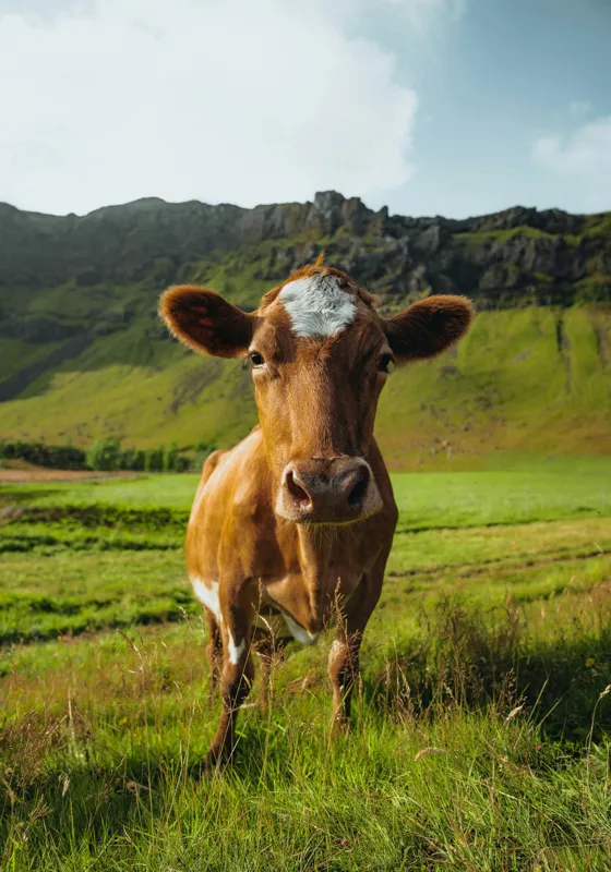Tablou Canvas, "Vaca curioasă în peisaj montan verde", Vacă, Peisaj, Verdeață, Dealuri, Cer, Urechi, Blană, Ochi, Natură, Iarbă, 70 x 100 cm – poza 2