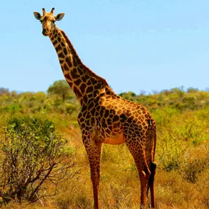 Tablou Canvas, "Girafa singuratică în savană africană", Scuză-mă, 100 x 100 cm – poza 2