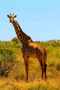Tablou Canvas, "Girafa singuratică în savană africană", Scuză-mă, 100 x 150 cm – poza 2