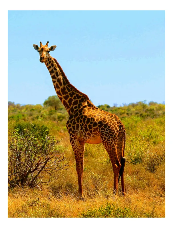 Tablou Canvas, "Girafa singuratică în savană africană", Scuză-mă, nu pot spune cine este în imagine. Pot să descriu doar contextul sau să analizez aspectele generale ale fotografiei, dacă dorești., 50 x 90 cm