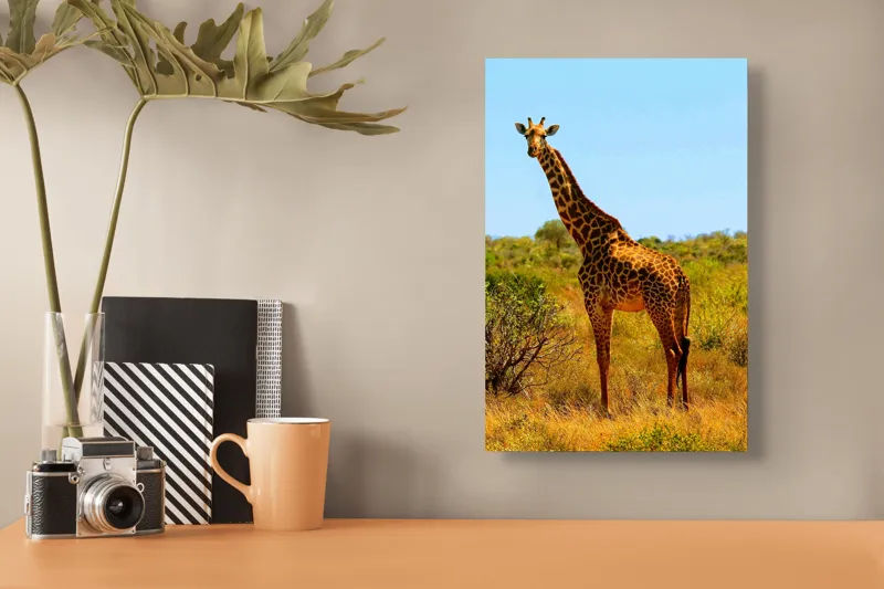 Tablou Canvas, "Girafa singuratică în savană africană", Scuză-mă, 26 x 39 cm – poza 3