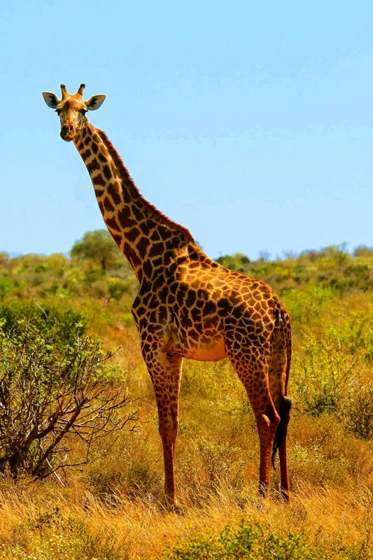 Tablou Canvas, "Girafa singuratică în savană africană", Scuză-mă, 26 x 39 cm – poza 2