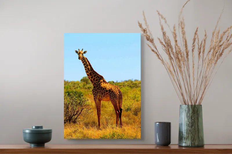 Tablou Canvas, "Girafa singuratică în savană africană", Scuză-mă, 39 x 54 cm – poza 3
