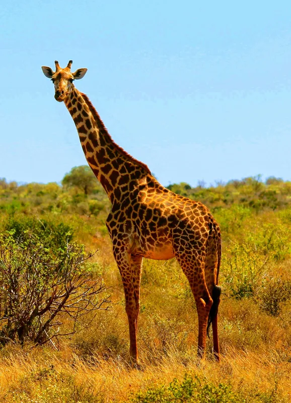 Tablou Canvas, "Girafa singuratică în savană africană", Scuză-mă, 39 x 54 cm – poza 2