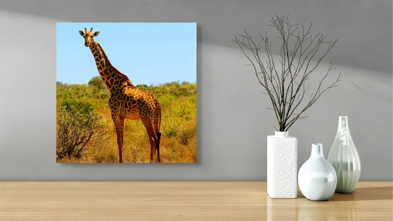 Tablou Canvas, "Girafa singuratică în savană africană", Scuză-mă, 50 x 50 cm – poza 3
