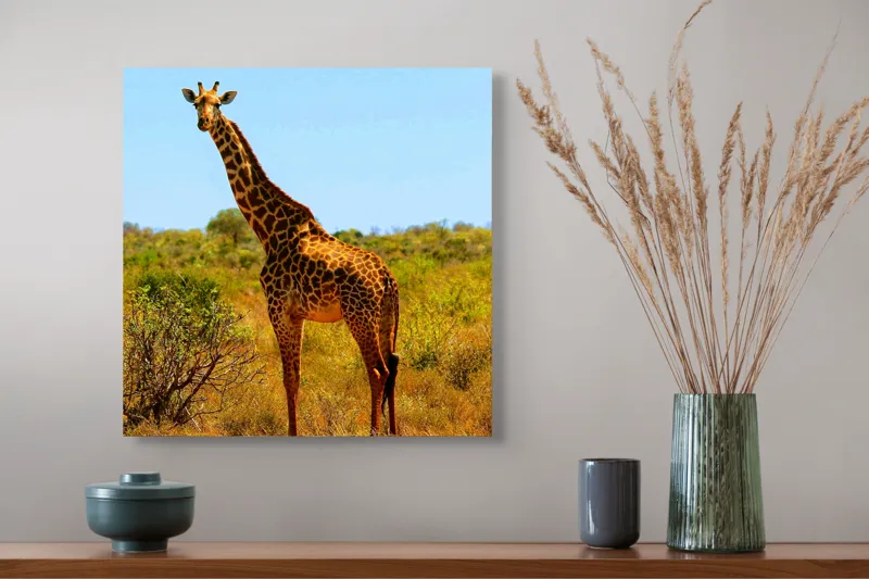 Tablou Canvas, "Girafa singuratică în savană africană", Scuză-mă, 50 x 50 cm – poza 4