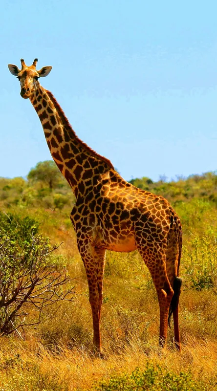 Tablou Canvas, "Girafa singuratică în savană africană", Scuză-mă, 50 x 90 cm – poza 2