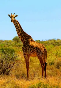 Tablou Canvas, "Girafa singuratică în savană africană", Scuză-mă, 70 x 100 cm – poza 2