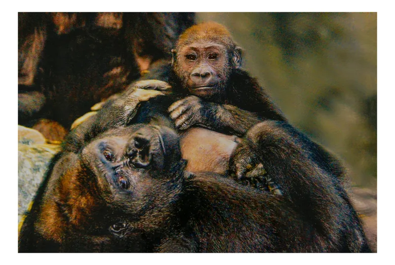 Tablou Canvas, "Gorile în moment de tandrețe parentală", Iată câteva cuvinte pentru a descrie tabloul: Afecțiune, Natură, Primate, Îmbrățișare, Blândețe, Familie, Empatie, Calm, Legătură, 54 x 39 cm
