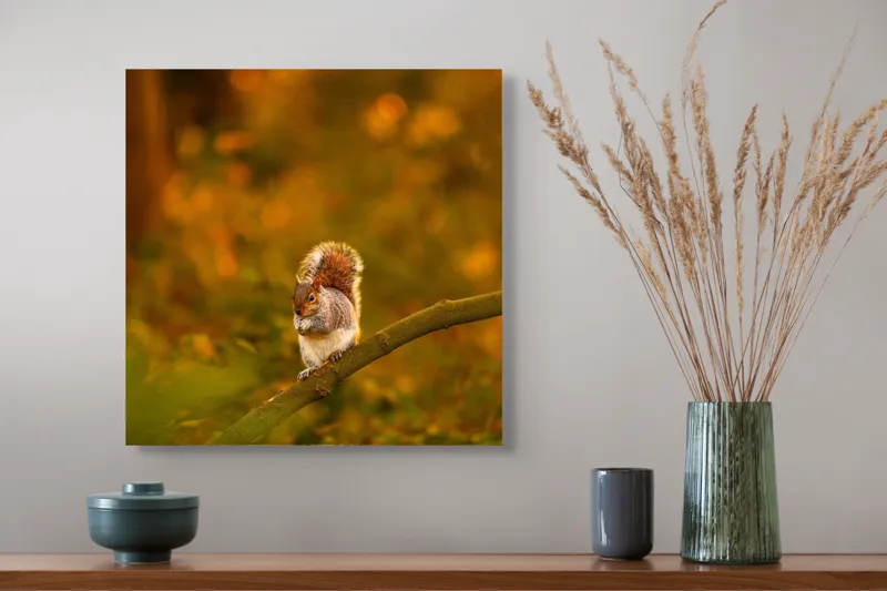 Tablou Canvas, "Veveriță pe creangă la apus", Veveriță, Ramură, Pădure, Apus, Căldură, Frunziș, Toamnă, Liniște, Blană, Auriu, 50 x 50 cm – poza 4