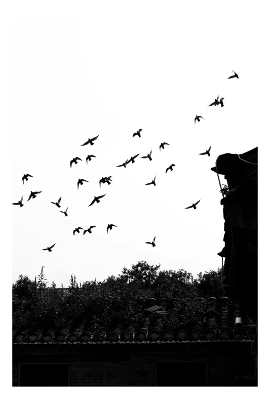 Tablou Canvas, "Zborul păsărilor peste acoperișuri vechi", Păsări, Zbor, Cer, Siluetă, Acoperiș, Contrast, Natură, Libertate, Frumusețe, Arhitectură, 26 x 39 cm