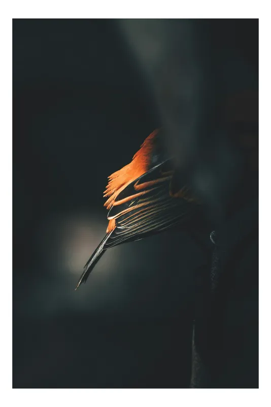 Tablou Canvas, "Aripa strălucitoare în întuneric liniștit", Întuneric, Pene, Aurii, Strălucire, Contrast, Pasăre, Mister., 39 x 54 cm