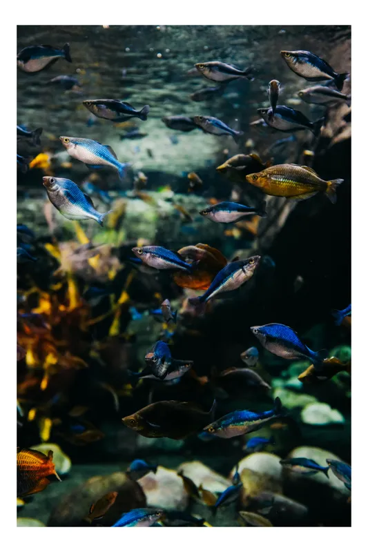 Tablou Canvas, "Dansul peștilor subacvatici rapizi", Pești, Acvariu, Diversitate, Apă, Natură, Culori, Plutire, Mișcare, Ecosistem, Viață, Ocean, Vietăți, Acvatic, Lumină, Reflexii, 50 x 90 cm