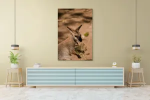 Tablou Canvas, Cangur, Frunze, Pământ, Urechi, Ochi, Blană, Soare, Umbră, 100 x 150 cm – poza 4