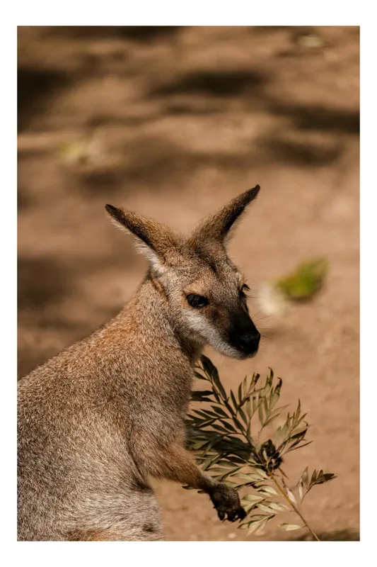 Tablou Canvas, "Nu pot să identific persoane în imagini, dar aceasta este o fotografie a unui cangur sau wallaby.", Cangur, Frunze, Pământ, Urechi, Ochi, Blană, Soare, Umbră, 50 x 50 cm