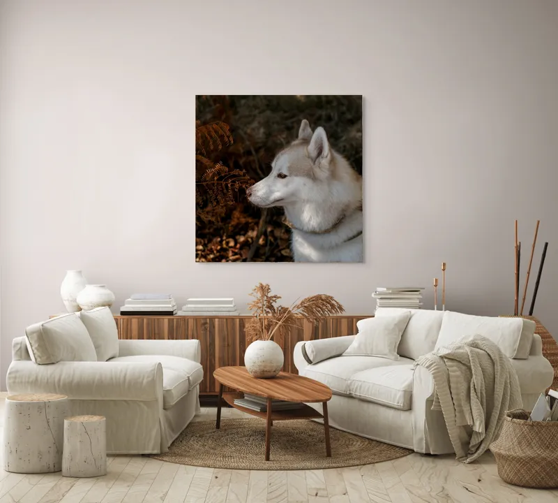 Tablou Canvas, "Husky privind frunzele ruginii ale toamnei", Câine, Blană, Urechi, Focăit, Natură, Ferigă, Toamnă, Lumină, Umbră, Tranquilitate, 100 x 100 cm – poza 3