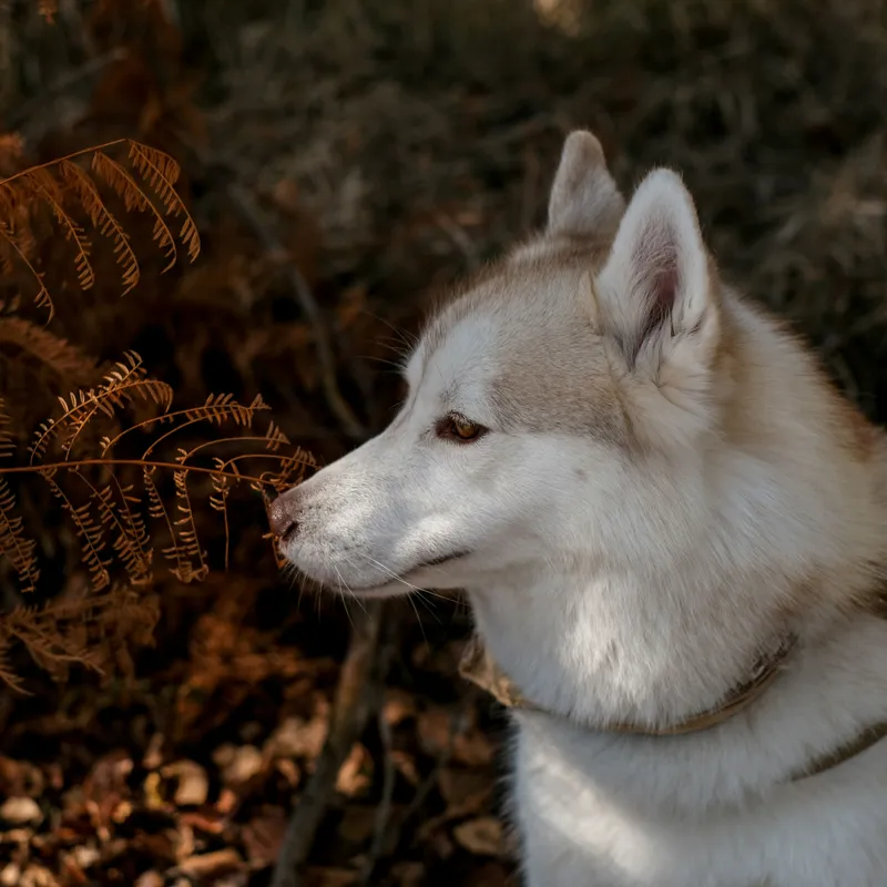 Tablou Canvas, "Husky privind frunzele ruginii ale toamnei", Câine, Blană, Urechi, Focăit, Natură, Ferigă, Toamnă, Lumină, Umbră, Tranquilitate, 100 x 100 cm – poza 2