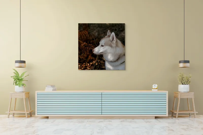 Tablou Canvas, "Husky privind frunzele ruginii ale toamnei", Câine, Blană, Urechi, Focăit, Natură, Ferigă, Toamnă, Lumină, Umbră, Tranquilitate, 100 x 100 cm – poza 5