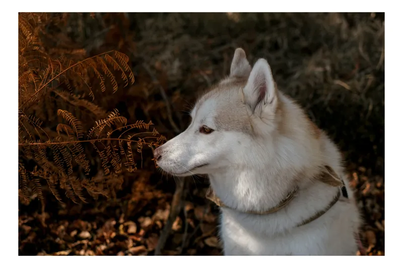Tablou Canvas, "Husky privind frunzele ruginii ale toamnei", Câine, Blană, Urechi, Focăit, Natură, Ferigă, Toamnă, Lumină, Umbră, Tranquilitate, 54 x 39 cm