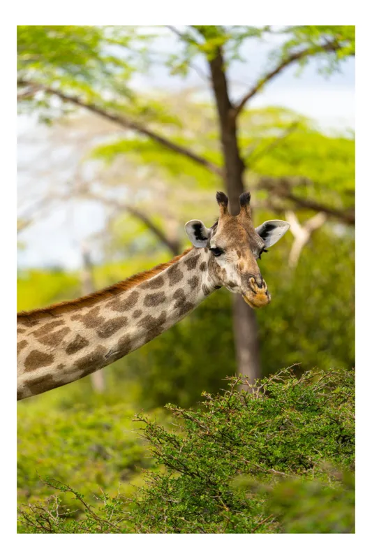 Tablou Canvas, "Gingășia girafei în savană verde", Giraffe, Trees, Leaves, Nature, Spots, Safari, Wildlife, Greenery, 50 x 50 cm