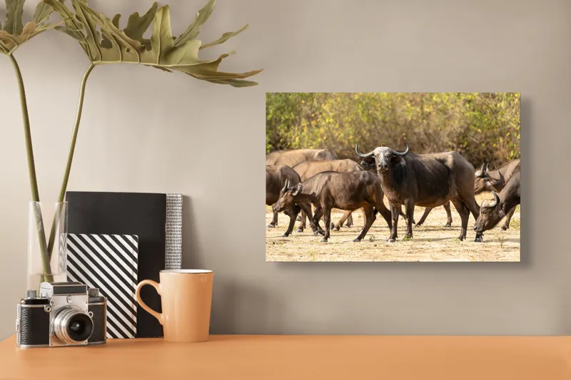 Tablou Canvas, "Turma de bivoli în lumina soarelui", Bivoli, Pășune, Soare, Natură, Coarne, Iarbă, Tufisuri, Animale, Peisaj, Sălbăticie, 39 x 26 cm – poza 3