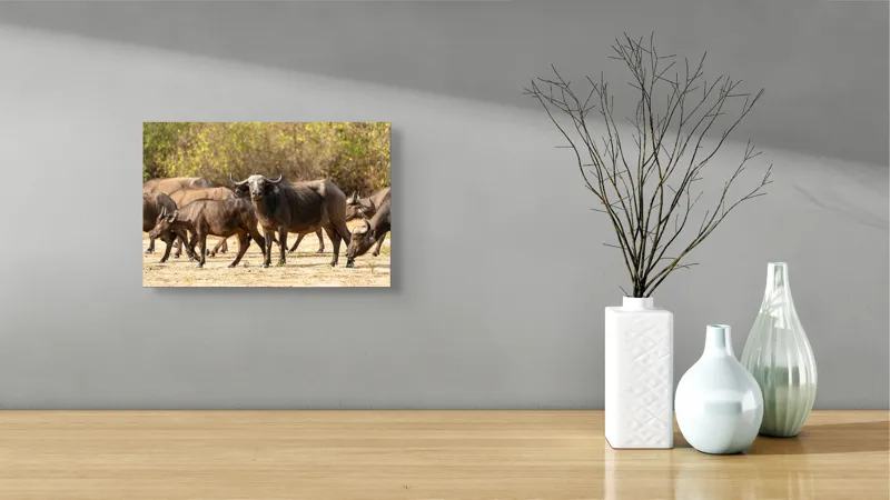 Tablou Canvas, "Turma de bivoli în lumina soarelui", Bivoli, Pășune, Soare, Natură, Coarne, Iarbă, Tufisuri, Animale, Peisaj, Sălbăticie, 39 x 26 cm – poza 8