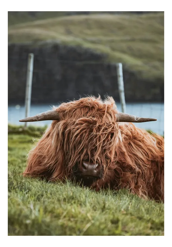 Tablou Canvas, "Vaca Highlander odihnindu-se pe câmpie", Nu pot identifica cine este în imagine, dar pot să descriu imaginea pentru tine: Blana, Maro, Lungă, Coarne, Iarbă, Fundal, Natural, Animal., 100 x 150 cm