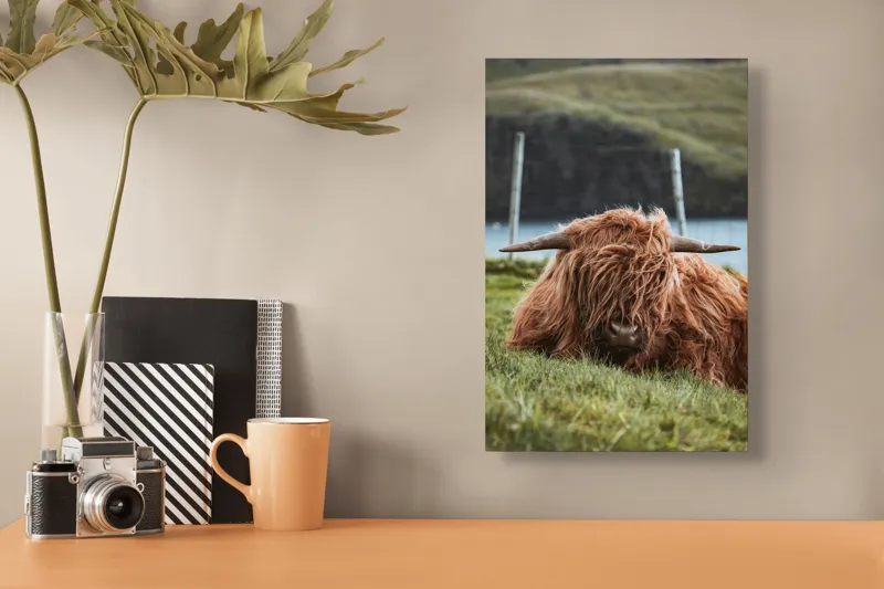 Tablou Canvas, "Vaca Highlander odihnindu-se pe câmpie", 26 x 39 cm – poza 3