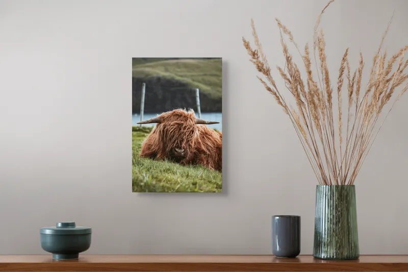 Tablou Canvas, "Vaca Highlander odihnindu-se pe câmpie", 26 x 39 cm – poza 5