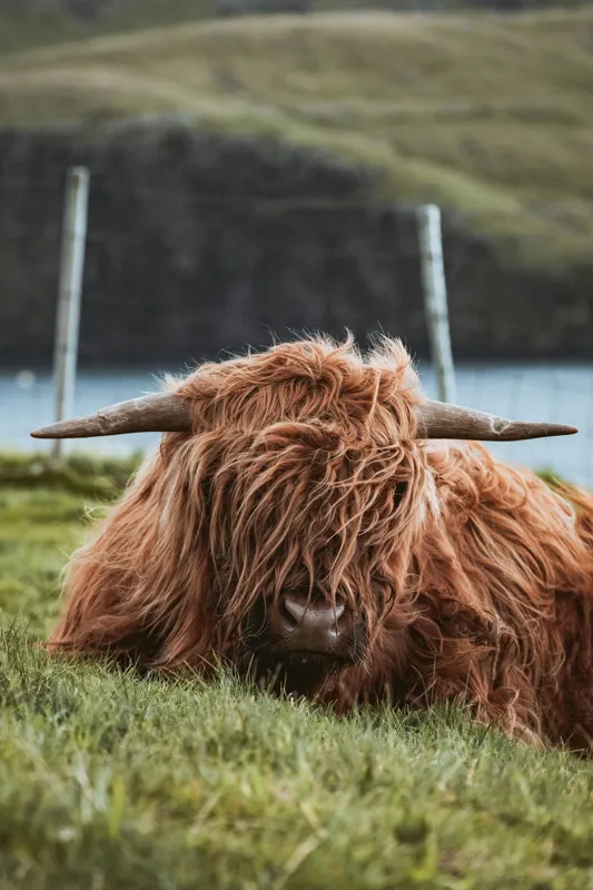 Tablou Canvas, "Vaca Highlander odihnindu-se pe câmpie", 26 x 39 cm – poza 2