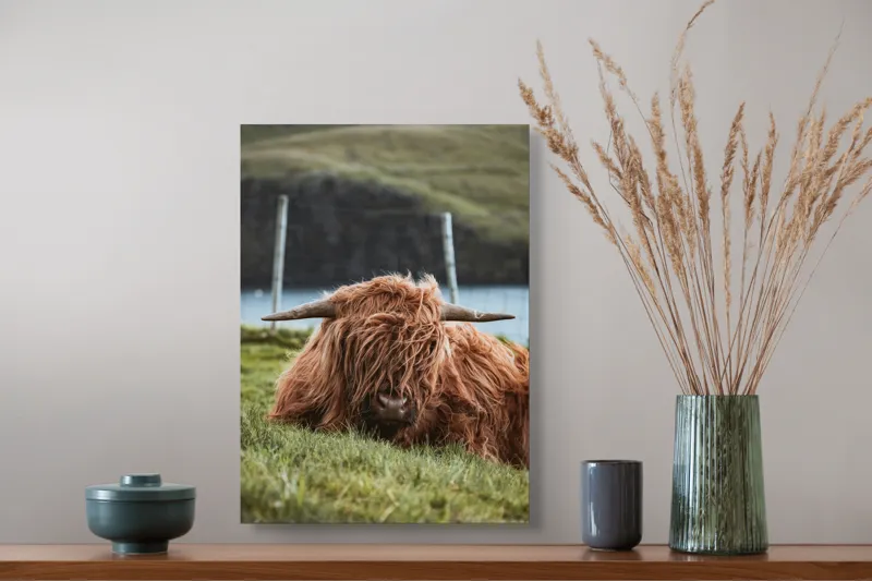 Tablou Canvas, "Vaca Highlander odihnindu-se pe câmpie", 39 x 54 cm – poza 3