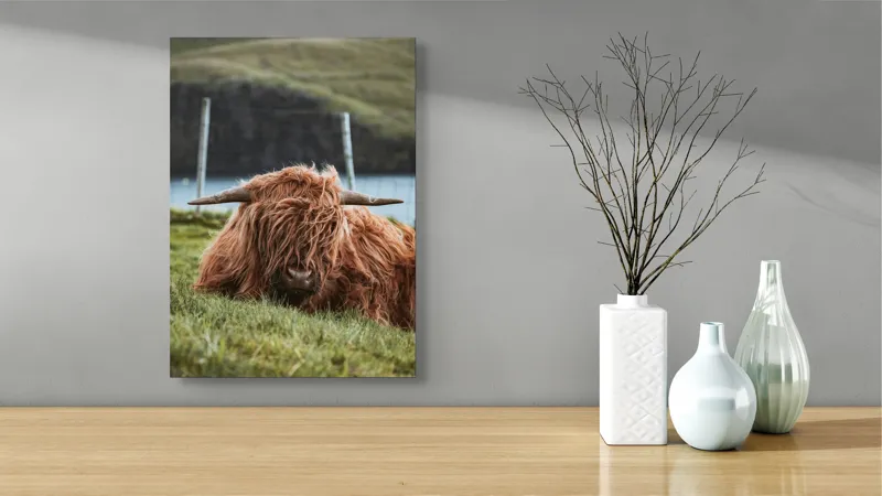 Tablou Canvas, "Vaca Highlander odihnindu-se pe câmpie", 39 x 54 cm – poza 4