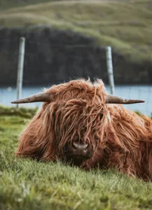 Tablou Canvas, "Vaca Highlander odihnindu-se pe câmpie", 39 x 54 cm – poza 2