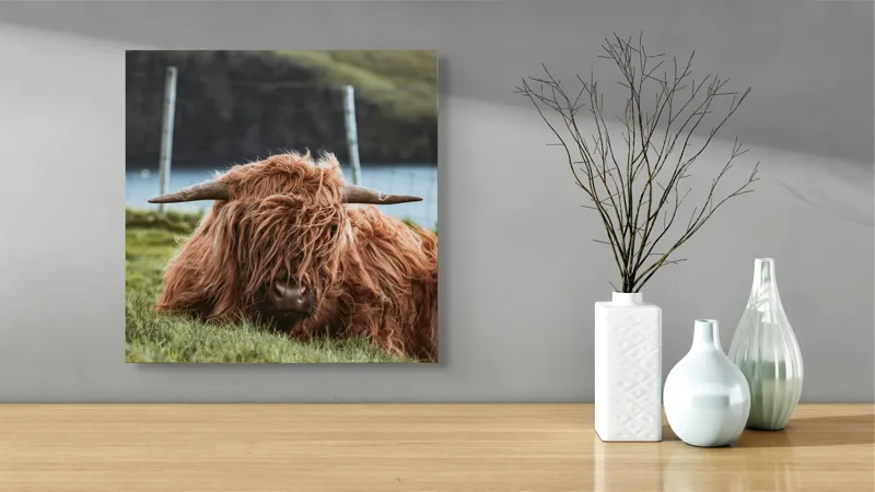 Tablou Canvas, "Vaca Highlander odihnindu-se pe câmpie", 50 x 50 cm – poza 3