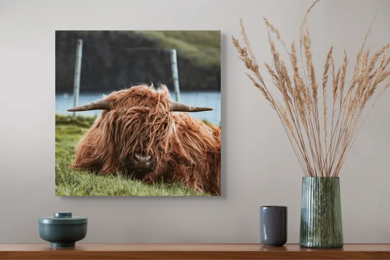 Tablou Canvas, "Vaca Highlander odihnindu-se pe câmpie", 50 x 50 cm – poza 4
