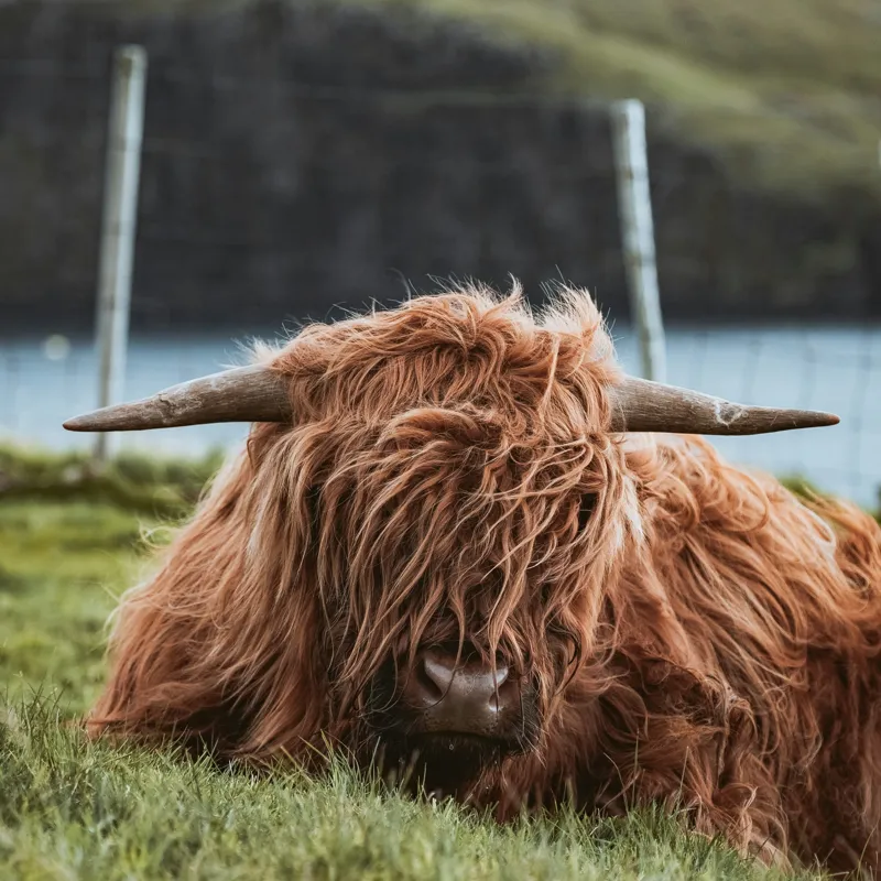 Tablou Canvas, "Vaca Highlander odihnindu-se pe câmpie", 50 x 50 cm – poza 2