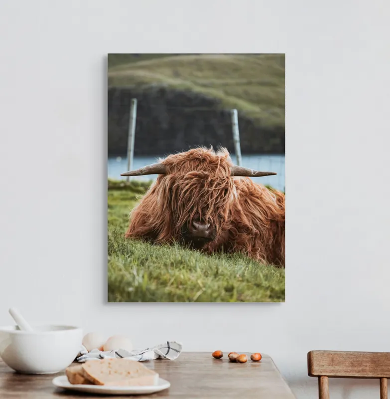 Tablou Canvas, "Vaca Highlander odihnindu-se pe câmpie", 50 x 70 cm – poza 3