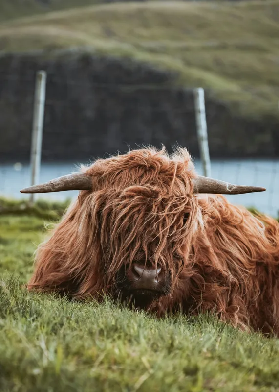 Tablou Canvas, "Vaca Highlander odihnindu-se pe câmpie", 50 x 70 cm – poza 2