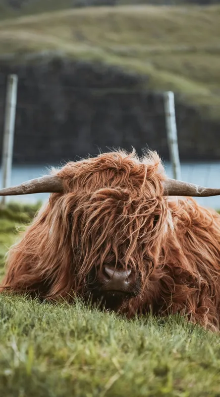 Tablou Canvas, "Vaca Highlander odihnindu-se pe câmpie", 50 x 90 cm – poza 2