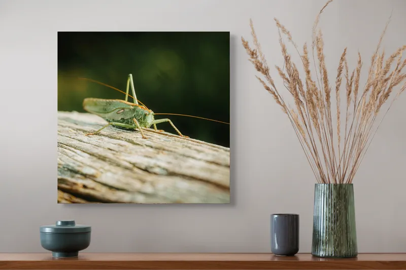 Tablou Canvas, "Greier pe o ramură uscată", Saltaret, Verde, Fragil, Textura, Natură, Antene, Lumină, Lemn, Microcosmos, 50 x 50 cm – poza 4