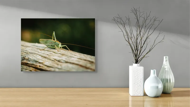 Tablou Canvas, "Greier pe o ramură uscată", Saltaret, Verde, Fragil, Textura, Natură, Antene, Lumină, Lemn, Microcosmos, 54 x 39 cm – poza 3