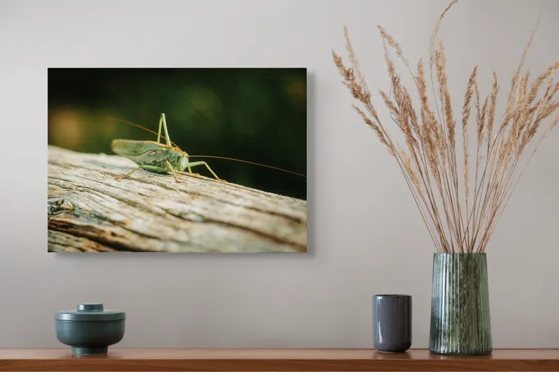 Tablou Canvas, "Greier pe o ramură uscată", Saltaret, Verde, Fragil, Textura, Natură, Antene, Lumină, Lemn, Microcosmos, 54 x 39 cm – poza 4