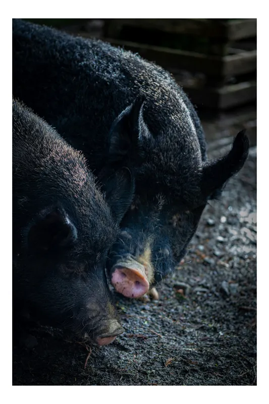 Tablou Canvas, "Doi porci în ploaie de primăvară", Negru, Textură, Nas, Blană, Urechiușe, Solid, Natură, Duo, Împreună, Pământ., 39 x 54 cm